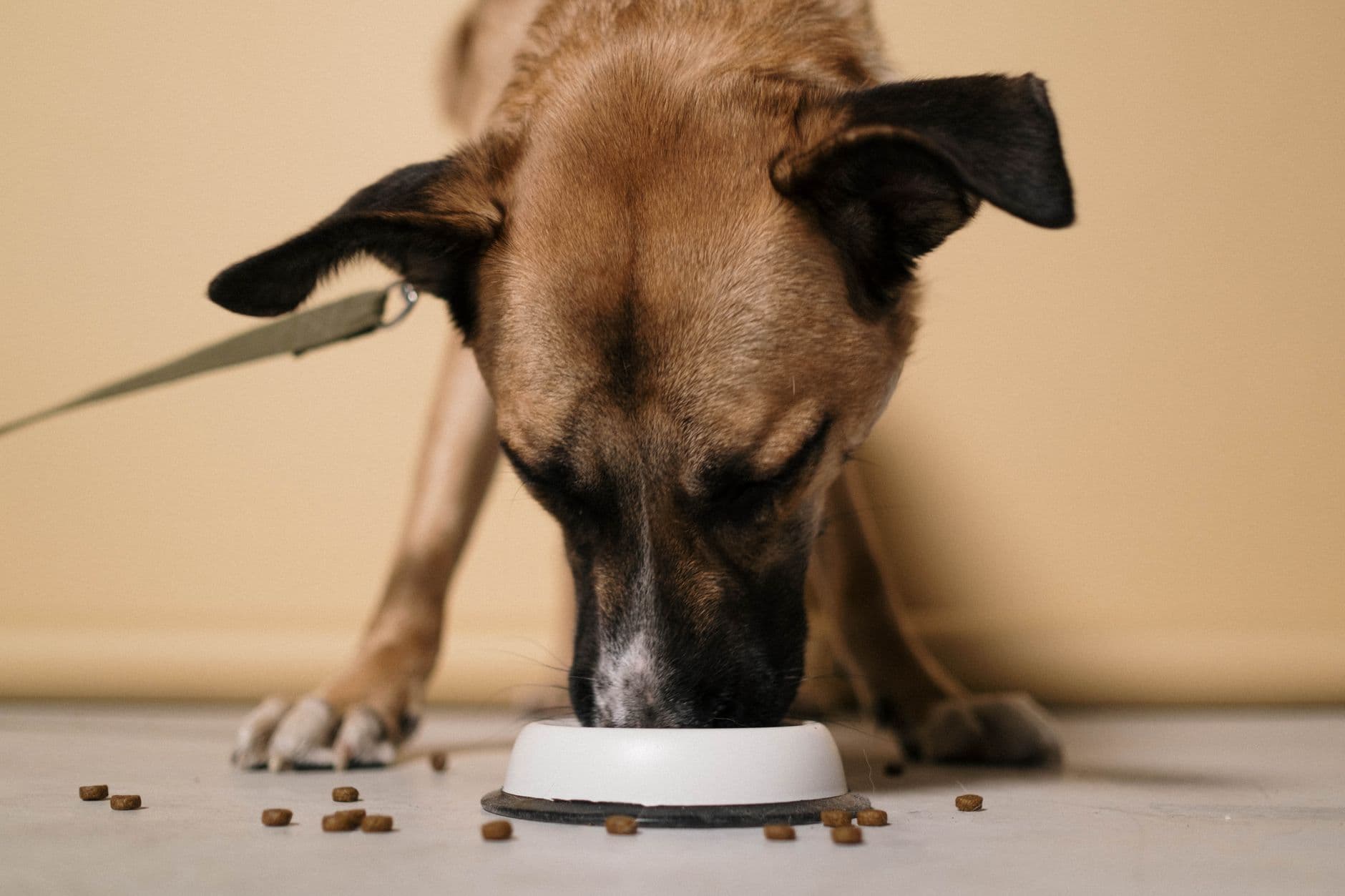 Un perro comiendo de un comedero dentro de una casa.